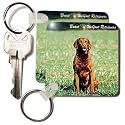 Dogs Chesapeake Bay Retriever - Chesapeake Bay Retriever - Key Chains