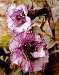 Black Angel Trumpet Datura-Gothic 10 Seeds/Seed