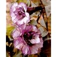 Black Angel Trumpet Datura-Gothic 10 Seeds