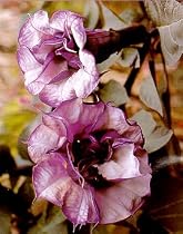 Black Angel Trumpet Datura-Gothic 10 Seeds