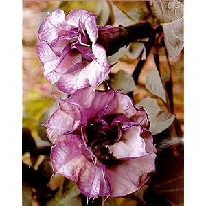 Black Angel Trumpet Datura-Gothic 10 Seeds/Seed