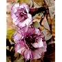Black Angel Trumpet Datura-Gothic 10 Seeds