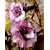 Black Angel Trumpet Datura-Gothic 10 Seeds