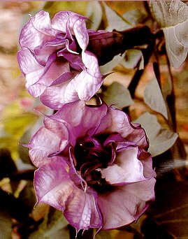 Black Angel Trumpet Datura-Gothic 10 Seeds