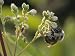 Bumble Bee (Bombus) Sleeping on Dogbane Flowers (Apocynum) Photographic Poster Print by Gerry Bishop, 12x16