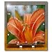 Macros Day Lily Macros of orange flower - 6x6 Desk Clock