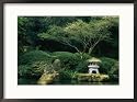 A Japanese garden with Japanese maple trees Framed Art Poster Print by Darlyne A. Murawski, 29x21