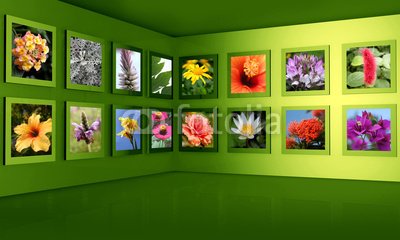 Wallmonkeys Peel and Stick Wall Decals - Flower Photography Gallery Exhibition Hall Concept - 48