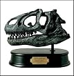 Allosaurus Skull Model Scale 1:4