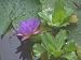 Tropical Rainforest Screensaver Video and Peaceful Music