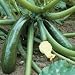 Zucchini 'Tristan' Hybrid Vegetable Seed