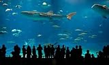 World's Largest Acrylic Aquarium - 24