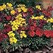Wallflower Tom Thumb Mixed