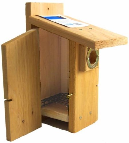 Songbird Essentials SEWBBSCS3004RW Western Bluebird Bird