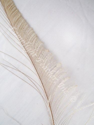 Long DYED IVORY Peacock Feather Swords, Per 100