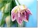 Flower Picture Ceramic Tile Mural F050 | 18x24 using (12) 6x6 tiles