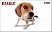   - Beagle In Your Face! 2008 Wallet Calendar