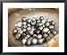 Black Pearl Farming at Hinano Pearl Farm, Fakarava, Tuamotus, French Polynesia Framed Art Poster Print by Michele Westmorland, 31x25