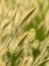 Ornamental Grass Heads, Arlington, Virginia, USA Photographic Poster Print by Corey Hilz, 30x40