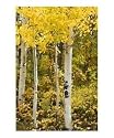 Golden Aspens Photographic Poster Print by Linda Armstrong, 16x20