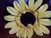 Yellow sunflower bar flower