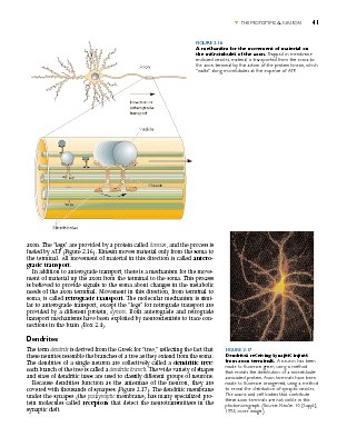 Neuroscience: Exploring the Brain under Neuroscience in The Books Store