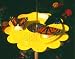 Birds Choice Flutterby Butterfly Feeder, 12 Ounce