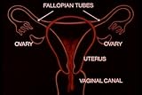 Classic Menstruation Feminine Hygiene Films DVD: 1950s - 1970s The Menstrual Cycle, Puberty, Ovulation, Girls First Period, Cramps and Human Sexual Reproduction Films For Teens