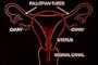 Classic Menstruation Feminine Hygiene Films DVD: 1950s - 1970s The Menstrual Cycle, Puberty, Ovulation, Girls First Period, Cramps and Human Sexual Reproduction Films For Teens