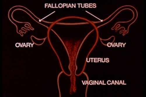 Classic Menstruation Feminine Hygiene Films DVD: 1950s - 1970s The Menstrual Cycle, Puberty, Ovulation, Girls First Period, Cramps and Human Sexual Reproduction Films For Teens