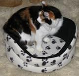 18" Paw Print Foam Pet Bed