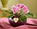 Be Mine Violet - An Adorable Valentine's Day Gift!