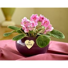Be Mine Violet - An Adorable Valentine's Day Gift!