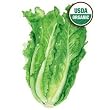 Lettuce Romaine Parris Island Cos Certified Organic Heirloom Seeds 275 Seeds