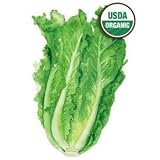 Lettuce Romaine Parris Island Cos Certified Organic Heirloom Seeds 275 Seeds