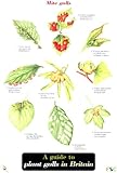 Guide to Plant Galls in Britain