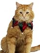 Pet Costume - Christmas Star Collar for your Special Kitty Holiday Cat