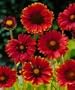 Burgundy Blanket Flower - 50 Seeds, 300 mg - Gaillardia