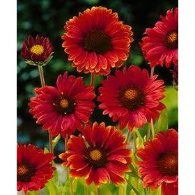 Burgundy Blanket Flower - 50 Seeds, 300 mg - Gaillardia by 
