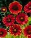 Burgundy Blanket Flower Gaillardia 50 Seeds