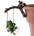 Pot Swinger Frog