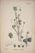 Flax Dodder Flower Plant Colour Antique Print Old Ar