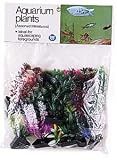5 Small COLOR PLANTS ASSORTMENT 12PK