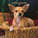 Chihuahuas 2008 Wall Calendar