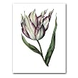 genus Tulipa 19 - 5" x 7" Museum Quality Greeting Card