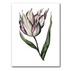 genus Tulipa 19 - 5" x 7" Museum Quality Greeting Card