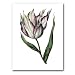 genus Tulipa 19 - 5" x 7" Museum Quality Greeting Card