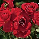 Rose Plant - Rose 'Frankly Scarlet' PPAF