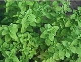 Eigenschaften tropical.garden  / Majoran - Oreganum majorana 100K