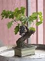Wine Grape Bonsai